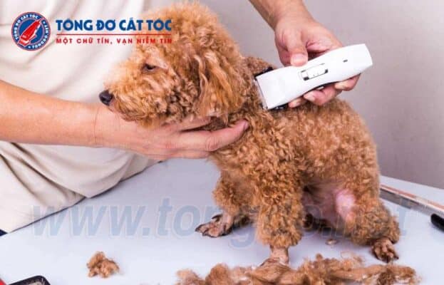 Tìm hiểu và chọn mua tông đơ cắt lông chó chất lượng cao tại hà nội